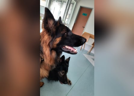 Langstockhaar Schäferhund  Rüde