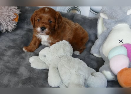Wunderschöne Cavapoo Welpen F1 (Toypudel/Zwergpudel + Cavalier King Charles Spaniel) mit Ahnentafel