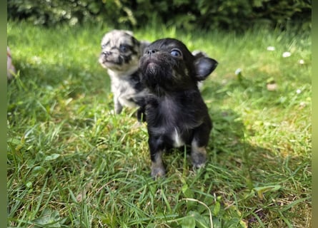 Chihuahua Welpen mit Ahnentafel