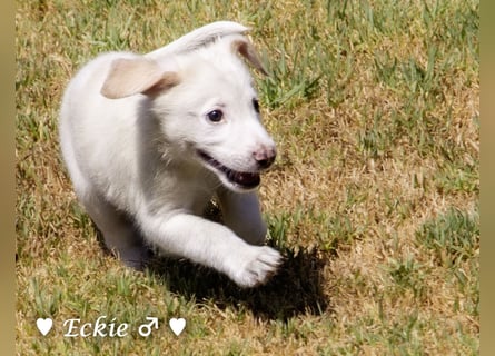 Eckie, Emma, Enya und Erin suchen ihre Familien ab Oktober