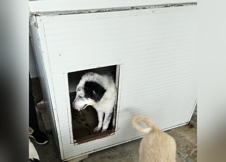 Mila: überfordert im Tierheim