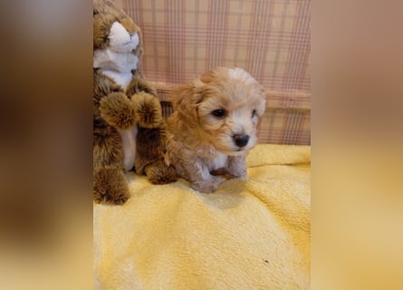 Maltipoo Welpen