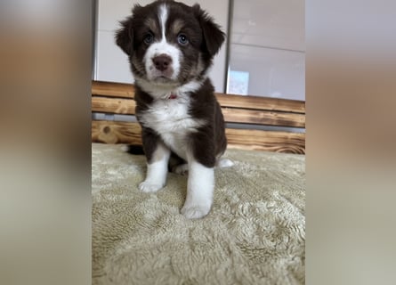 1 kleine Australian Shepherd Hündin( Welpe) braun/redtri (Minimix/Reinrassig)+ Gesundheitszeugnis