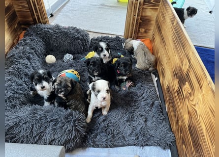 Unser B-Wurf ist geboren