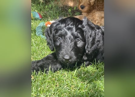 Aussiedoodle / Aussiepoo  F1b