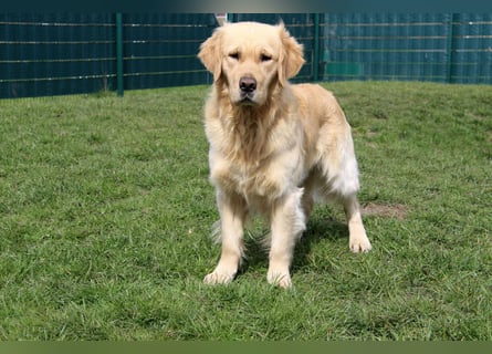 Golden Retriever Deckrüde mit FCI-Ahnentafel