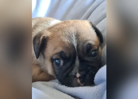 Allerliebste FROPS Kinder (Französische Bulldogge und Mops)