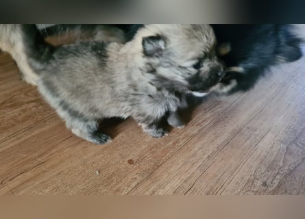 zuckersüße Pomeranianwelpe