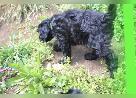 Cockapoo bereit zum Lieben!  - Schenken Sie sich selbst bedingungslose Liebe –