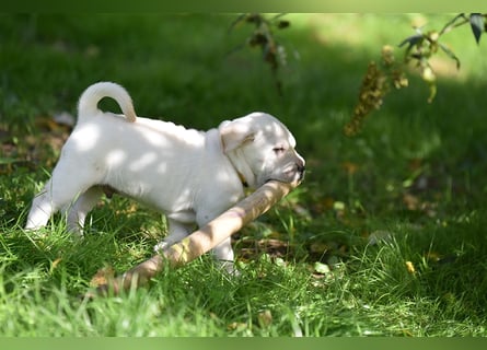 Shar-Pei x Labrador Mix Welpe Frenchy stellt sich vor......