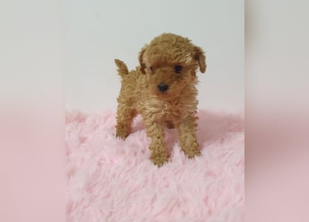 Toy Pudel Hündin in Apricot