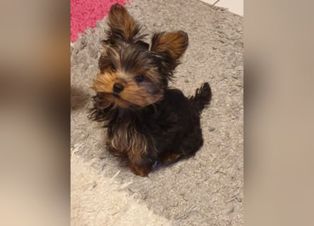 yorkshire terrier welpen