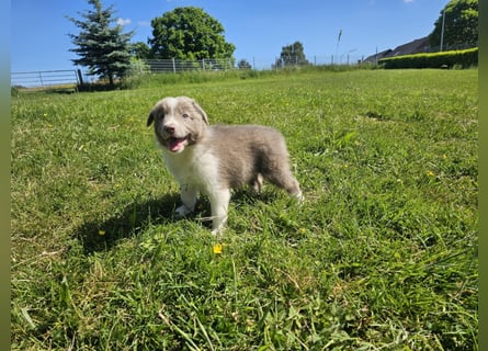 Border Collie Welpen -  Rüden