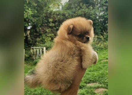 Pomeranian Boo Zwergspitz