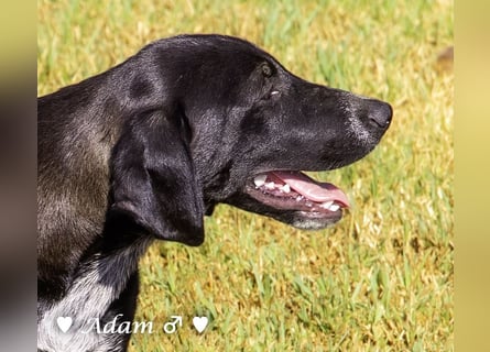 Adam, Ajax und Timmy suchen ein Zuhause