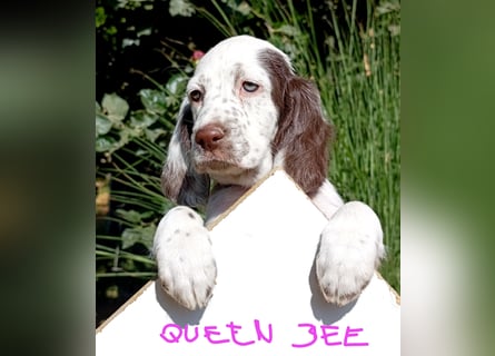 English setter Welpen (3 Rüden, 2 Hündinnen)