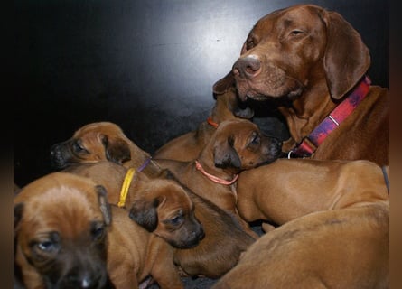 wunderschöne Rhodesian Ridgeback Welpen ! ! ! absolut vitale und einwandfreie kleine Engel