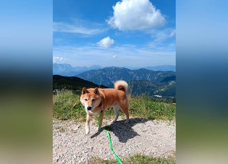 Erstklassige Shiba Inu Zucht in Sachsen