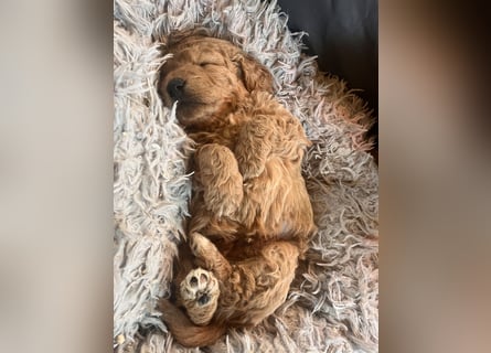 Goldendoodle mini Medium Doodle Abgabe an Pfingsten