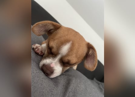Chihuahua Havaneser Mix Welpen