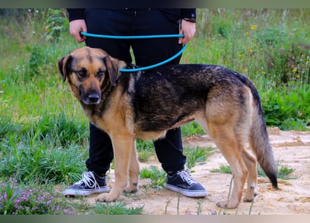 Zita, Schäferhund-Mix, lieb und verträglich  auch mit  Katzen