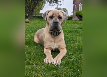 Reinrassige Cane Corso Welpen