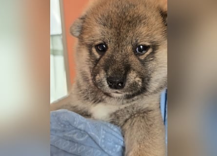 Shiba inu Welpen.   vom Haus Joe   ,Liebhaberzucht