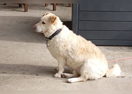 Friendly - ein lustiger Bub - Tierhilfe Franken e.V.