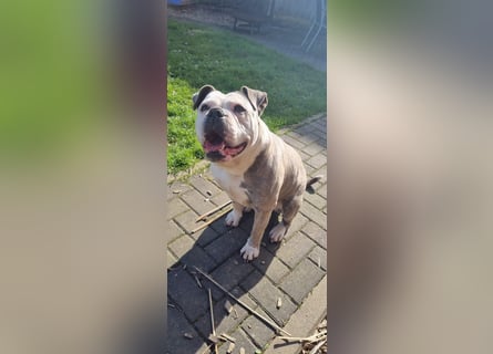 2 liebevolle Hunde abzugeben