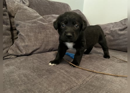 Labrador Mix Welpen