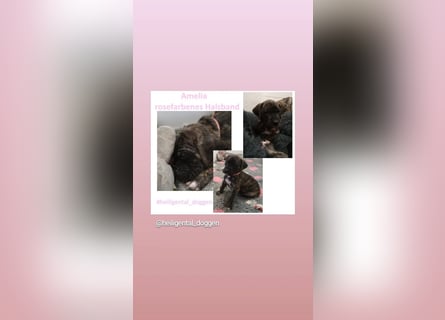 Deutsche Doggen Welpen US Linie Sonderfarben