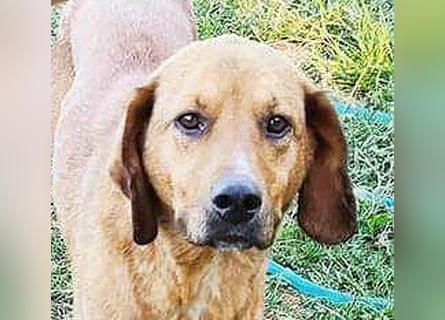 ❤️ wundervoller Familienhund ZUCO - 7 Jahre, 50cm - Mischling