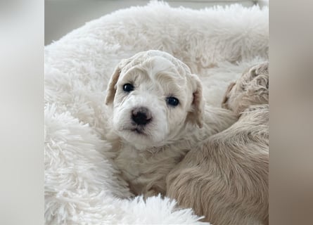 Traumhafte Maltipoo Welpen F1 Malteser Pudel