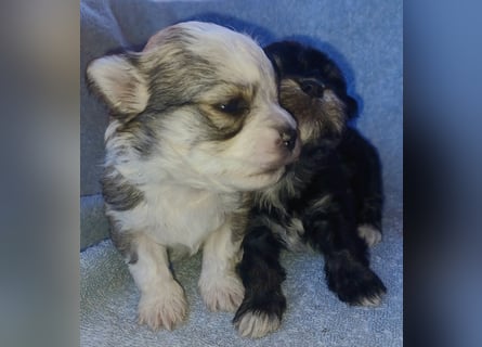 Maltipoo in zauberhaften Farben