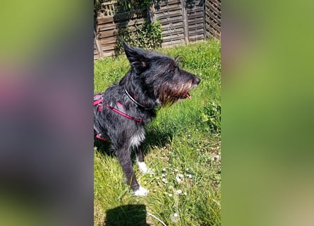 Süsse Phoebe sucht ihr Für-Immer-Zuhause!