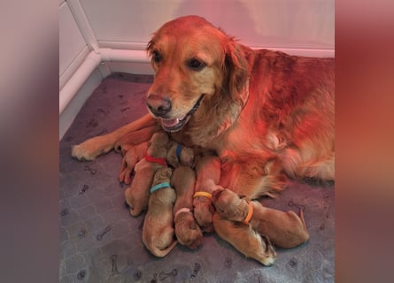 Dark Golden Welpen ab Juni