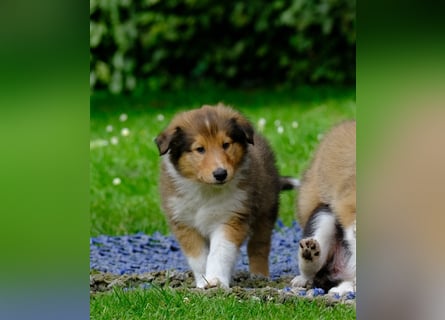 Familienfreundliche Colliewelpen