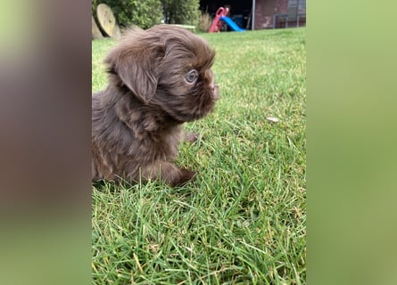Maltipoo Mischlingswelpen Allergikergeeignet und kleinbleibend suchen neue Familien