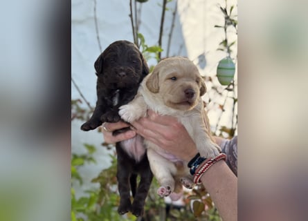 Labradoodle F1
