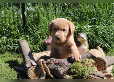 Labrador Welpen mit Ahnenpass