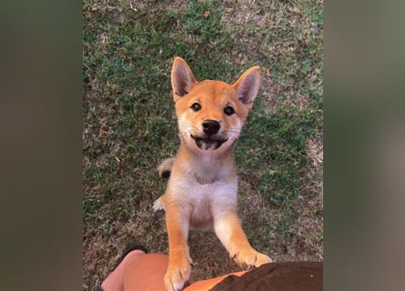 Shiba Inu beautiful puppies