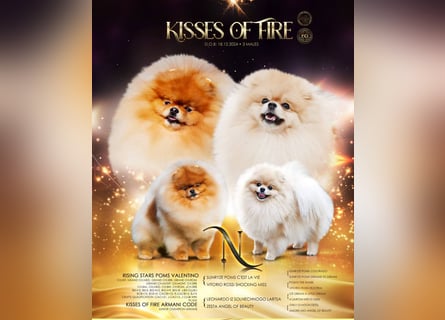 Exklusiver Pomeranian-Rüde – Showqualität, FCI