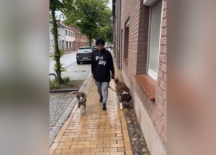 1 kleine Australian Shepherd Hündin( Welpe) braun/redtri (Minimix/Reinrassig)+ Gesundheitszeugnis