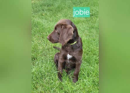 Welpen Labradoodle F1 Braun Könispudel x Labrador