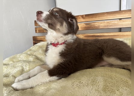 1 kleine Australian Shepherd Hündin( Welpe) braun/redtri (Minimix/Reinrassig)+ Gesundheitszeugnis