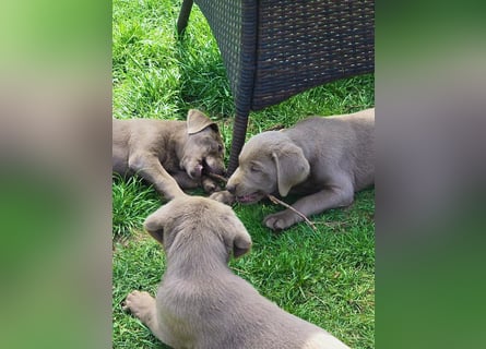 Typvolle Labrador Welpen in silver