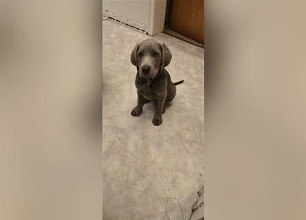 Labmaraner Welpen ( Labrador- Weimaraner)