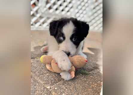 Border Collie welpen