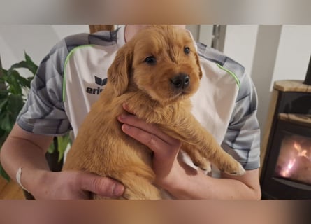 Golden Retriever Welpen