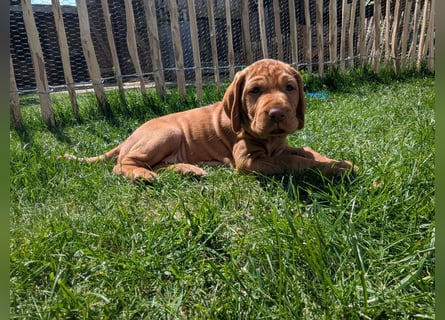 Ungarisch-Drahthaar-Welpen (UD) - Magyar Vizsla